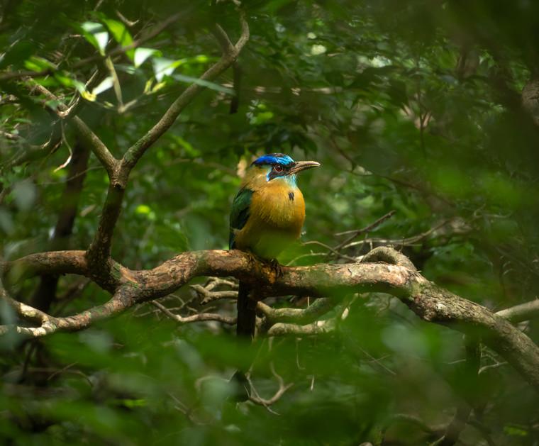 Tropical wildlife of Tortuguero — animals in natural habitat