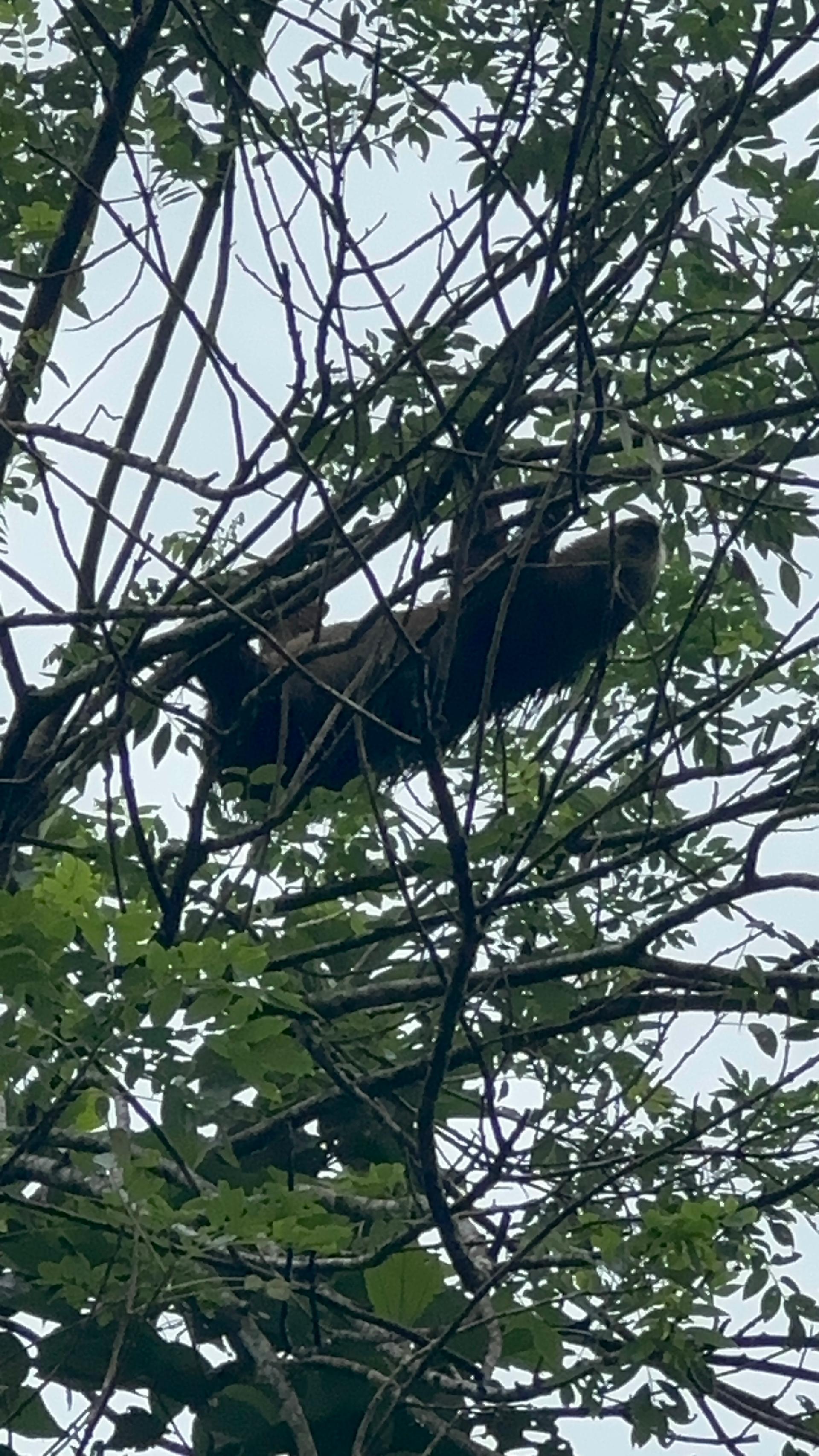 Guided jungle walk on the Jaguar Trail in Tortuguero
