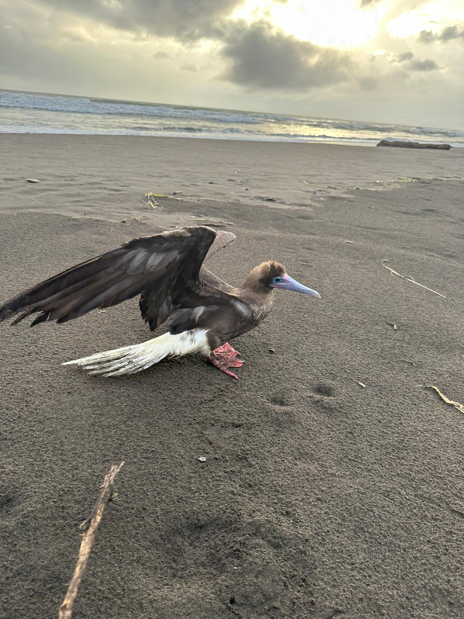 Tortuguero national park guided tour — wildlife and nature