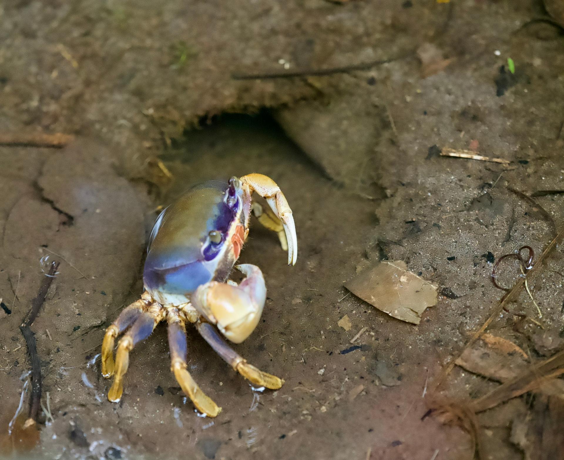 Canal boat tour with naturalist guide in Tortuguero
