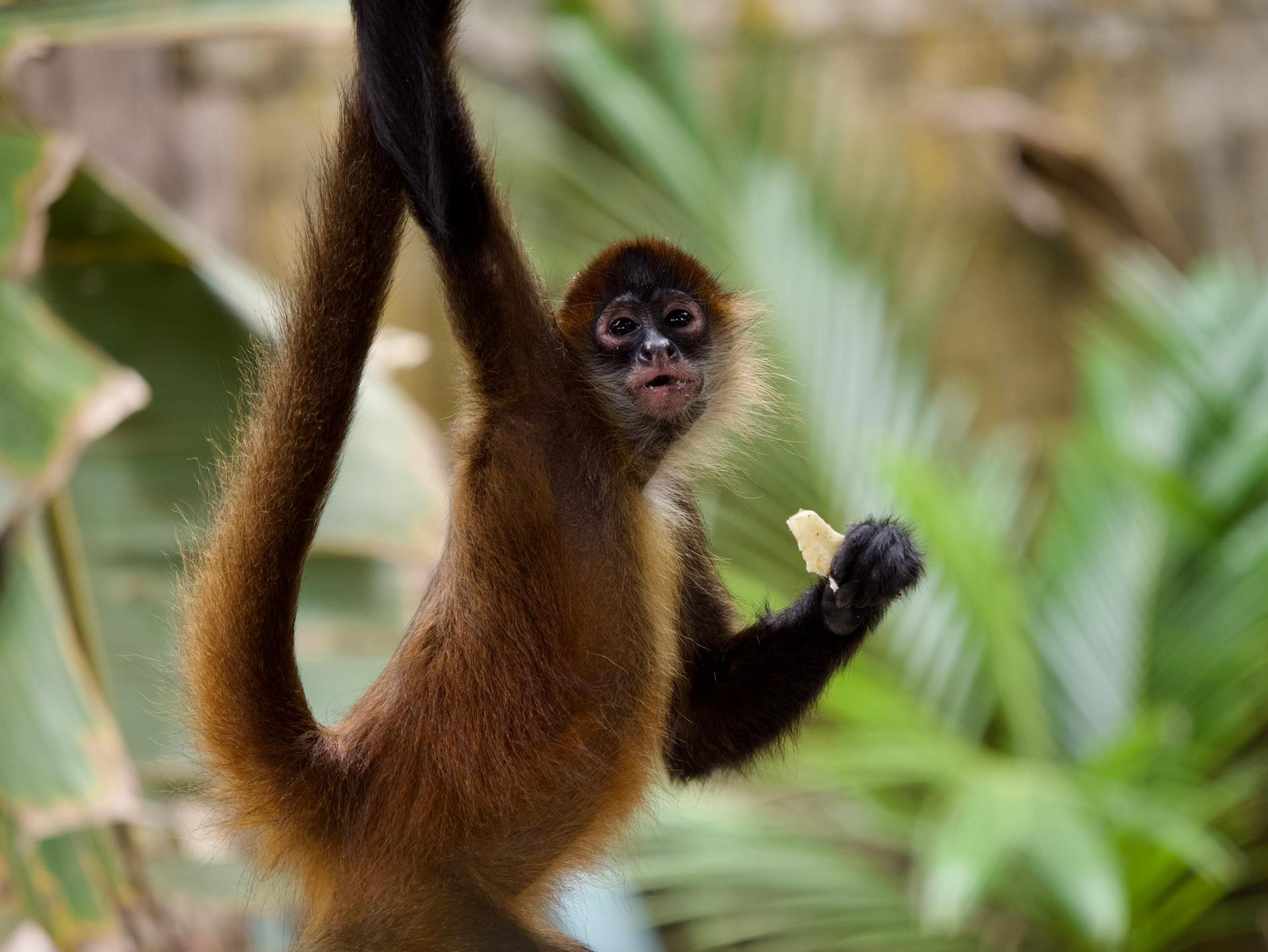 Guided experience in Tortuguero national park