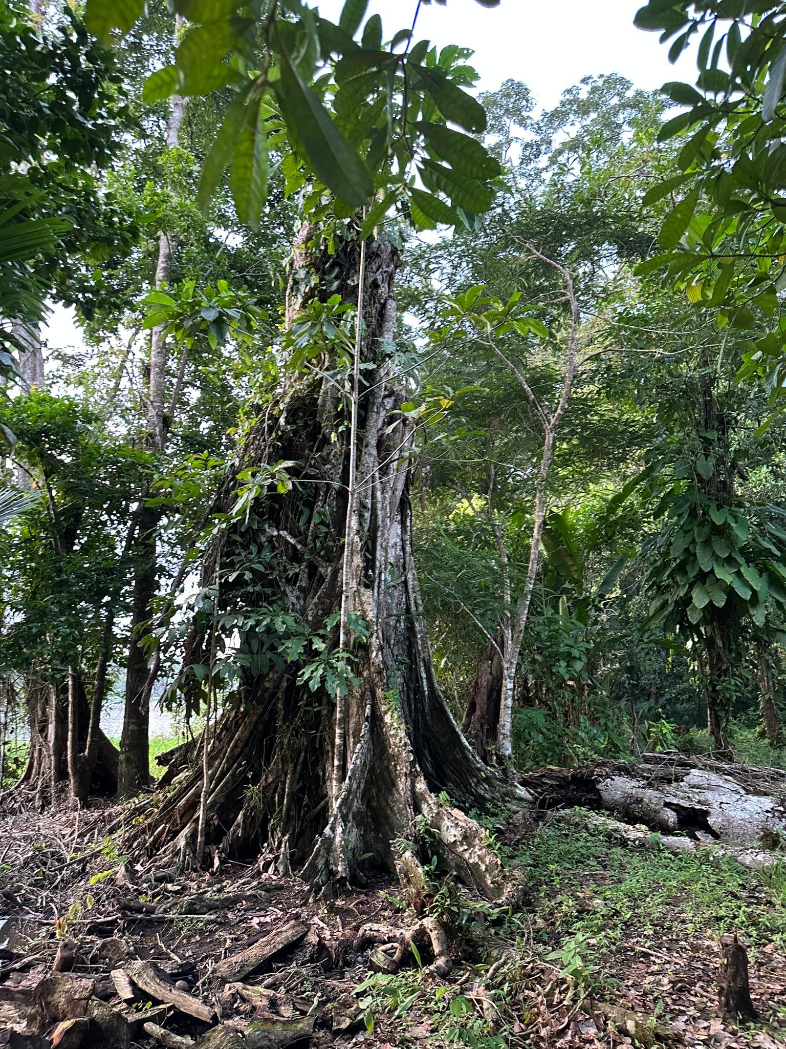 Tortuguero boat tour at sunrise through jungle waterways
