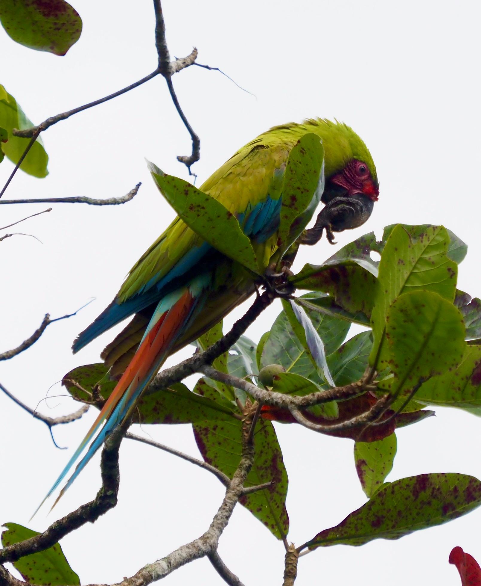 Bird watching by boat on Tortuguero laguna and canals