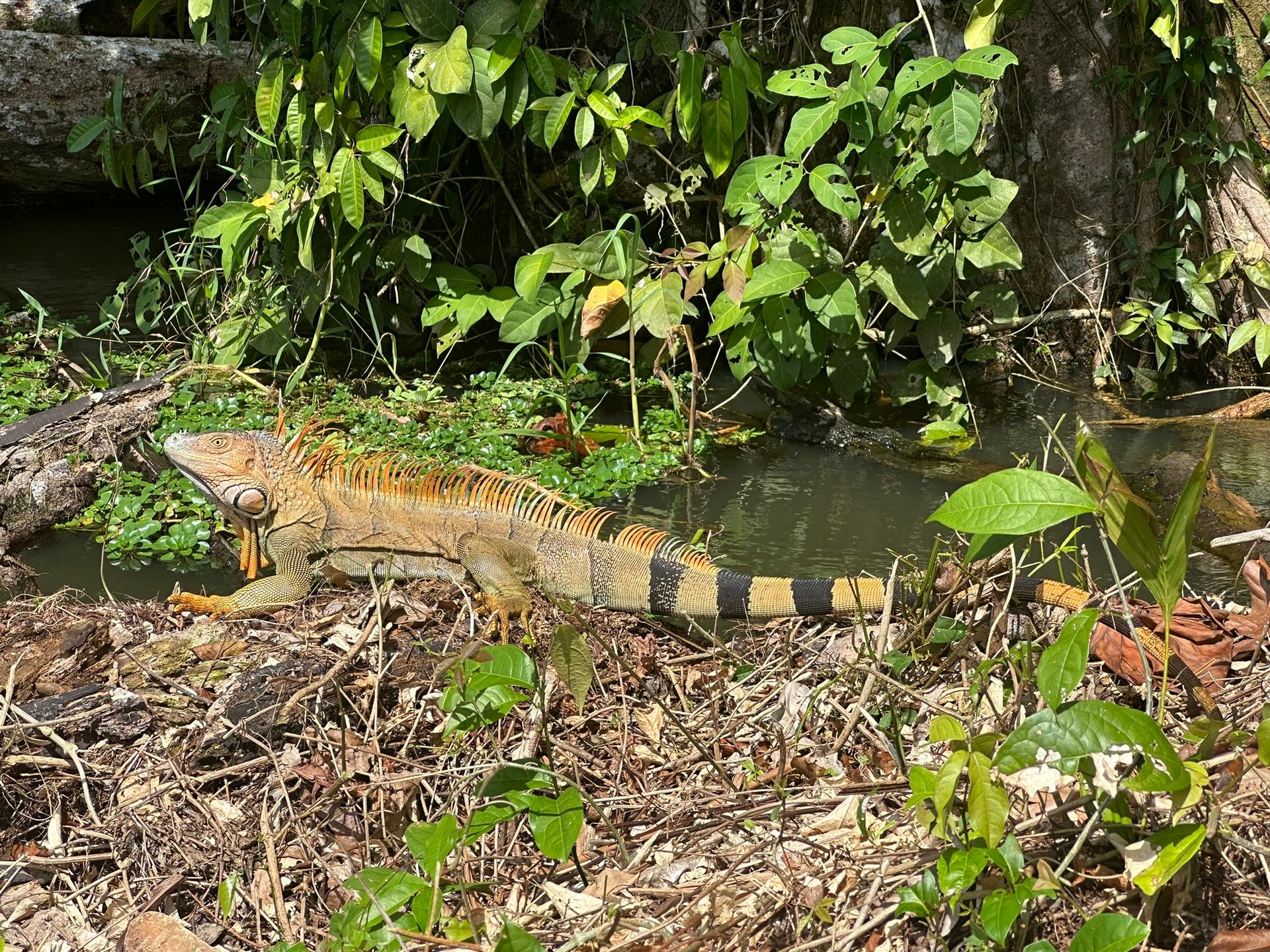 Guided hill and river combo tour in Tortuguero national park