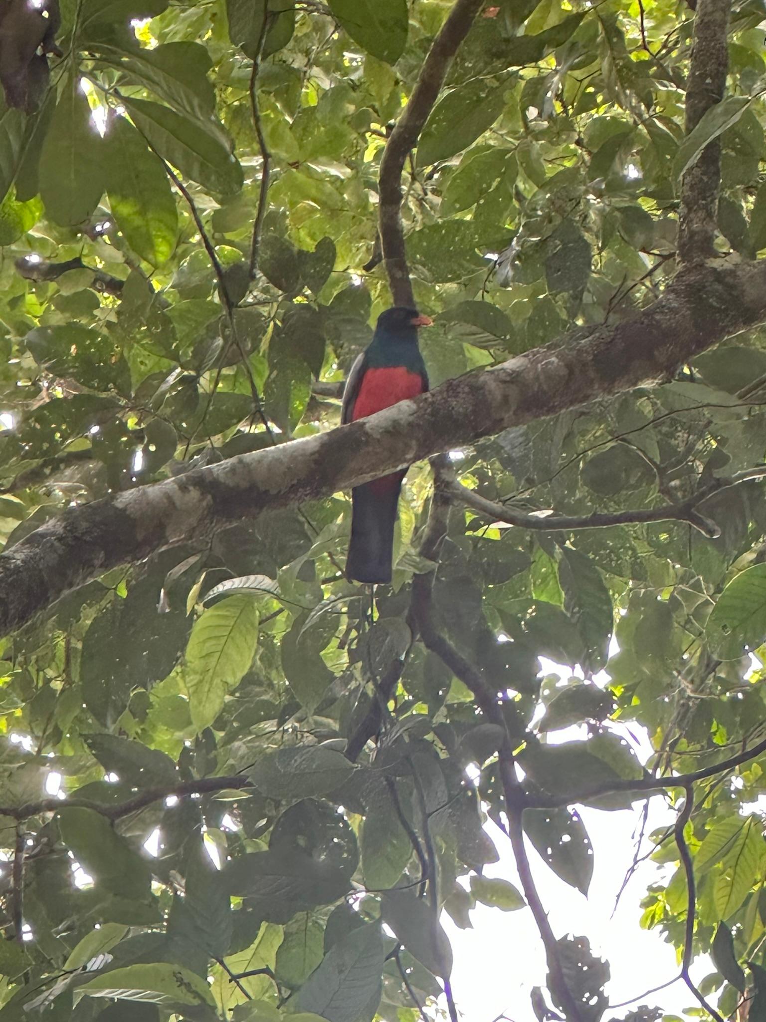 Tortuguero nature and adventure tour experience