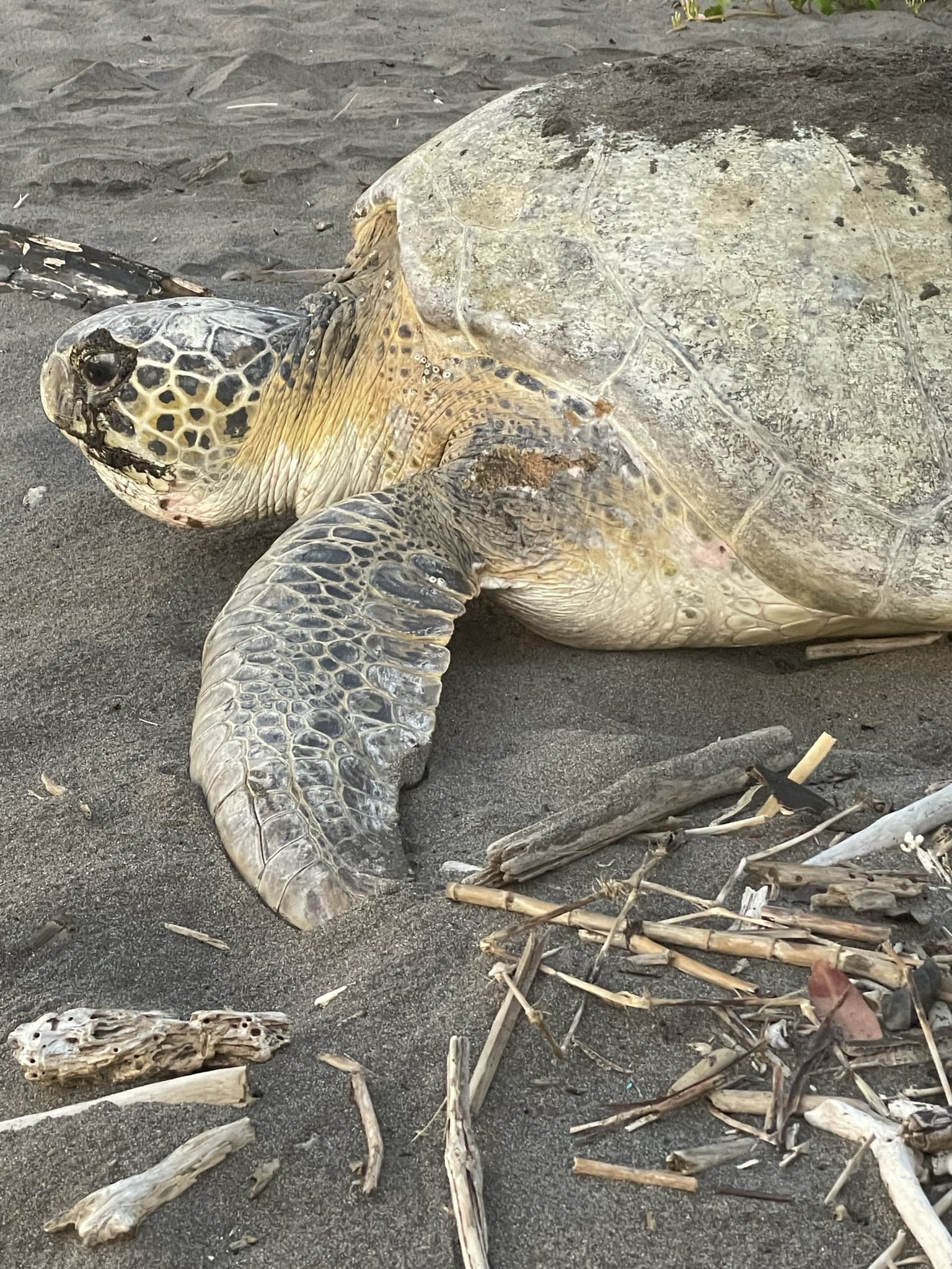 Sea Turtle Nesting Tour