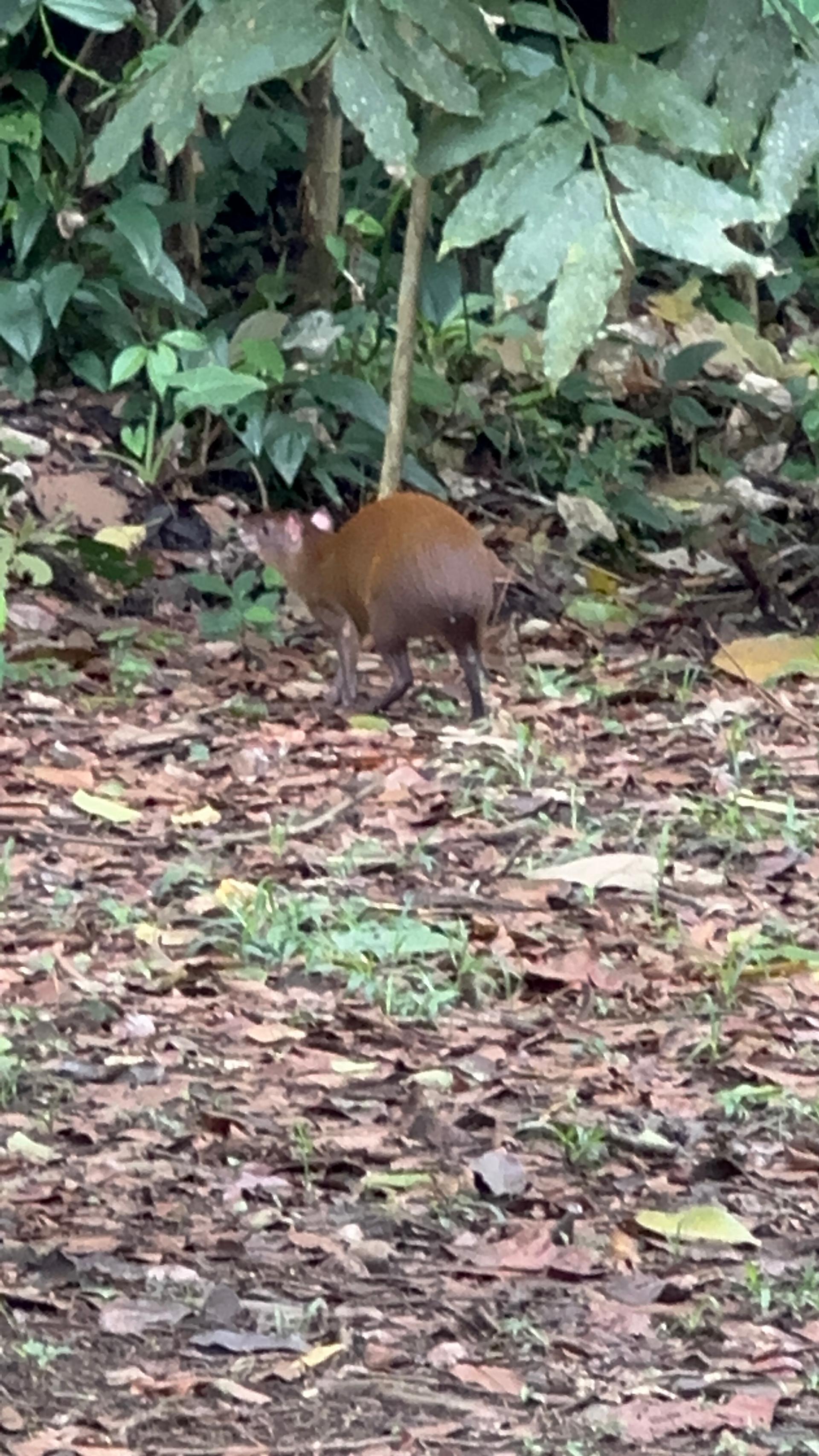 Tortuguero wildlife — tropical bird or animal in the jungle