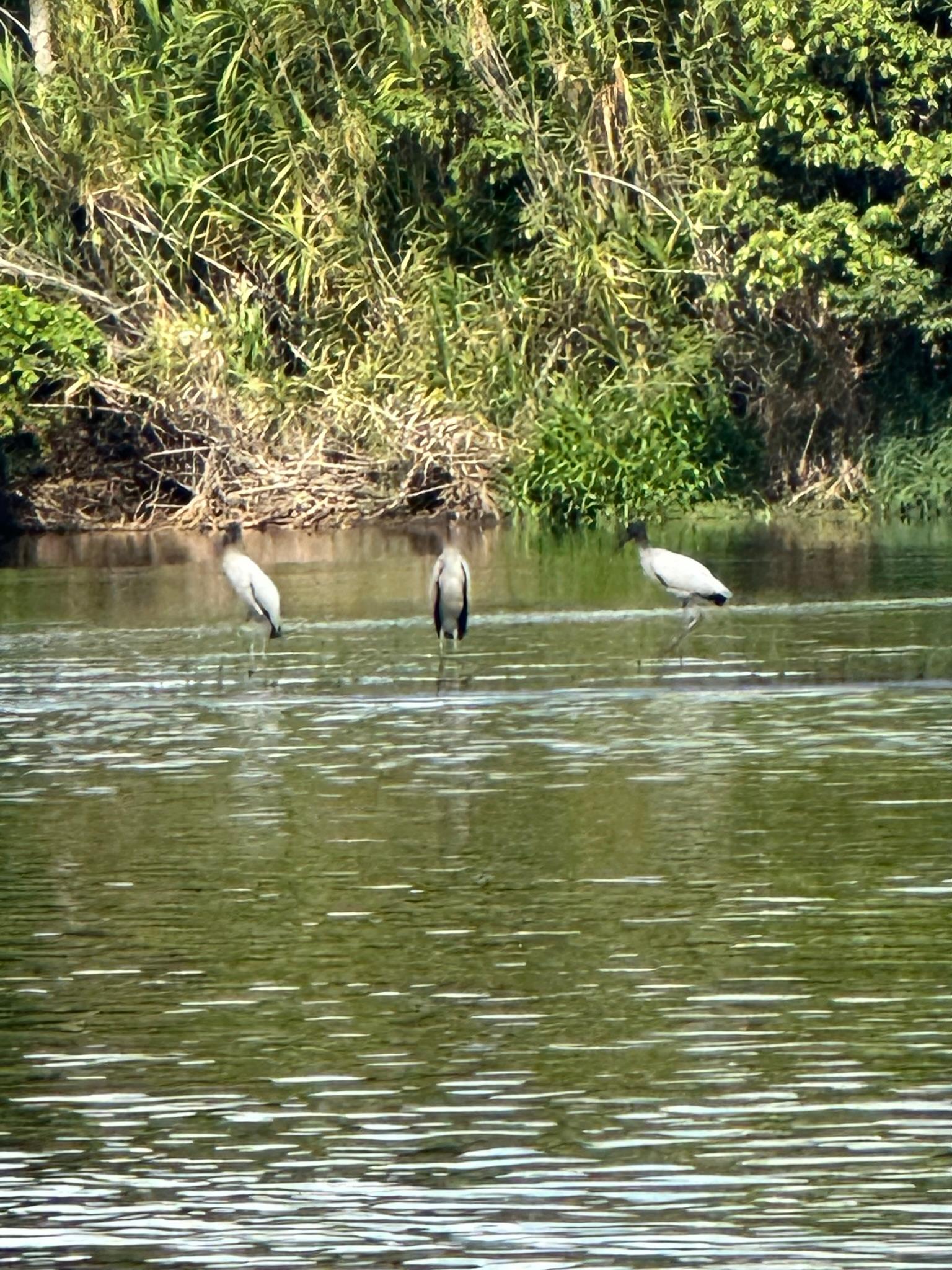 Rare green macaw spotted on Tortuguero bird watching tour