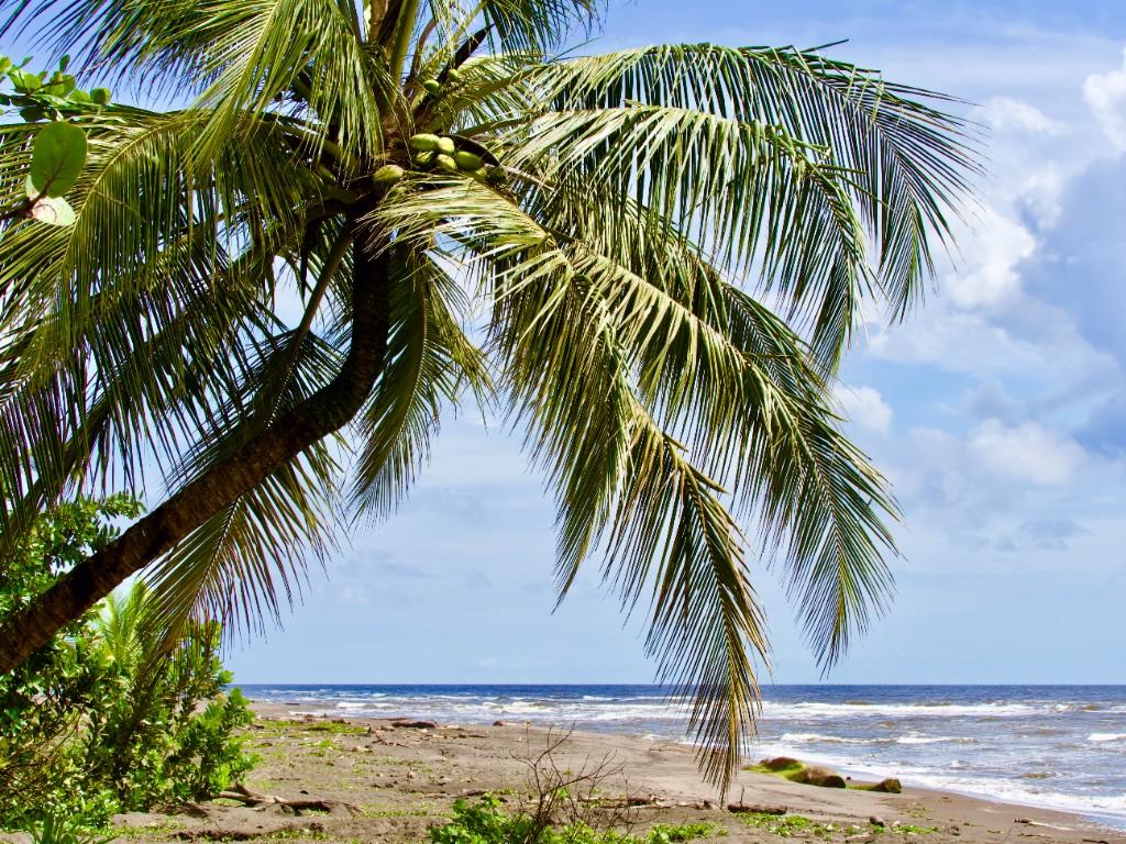 Lush tropical vegetation of Tortuguero national park