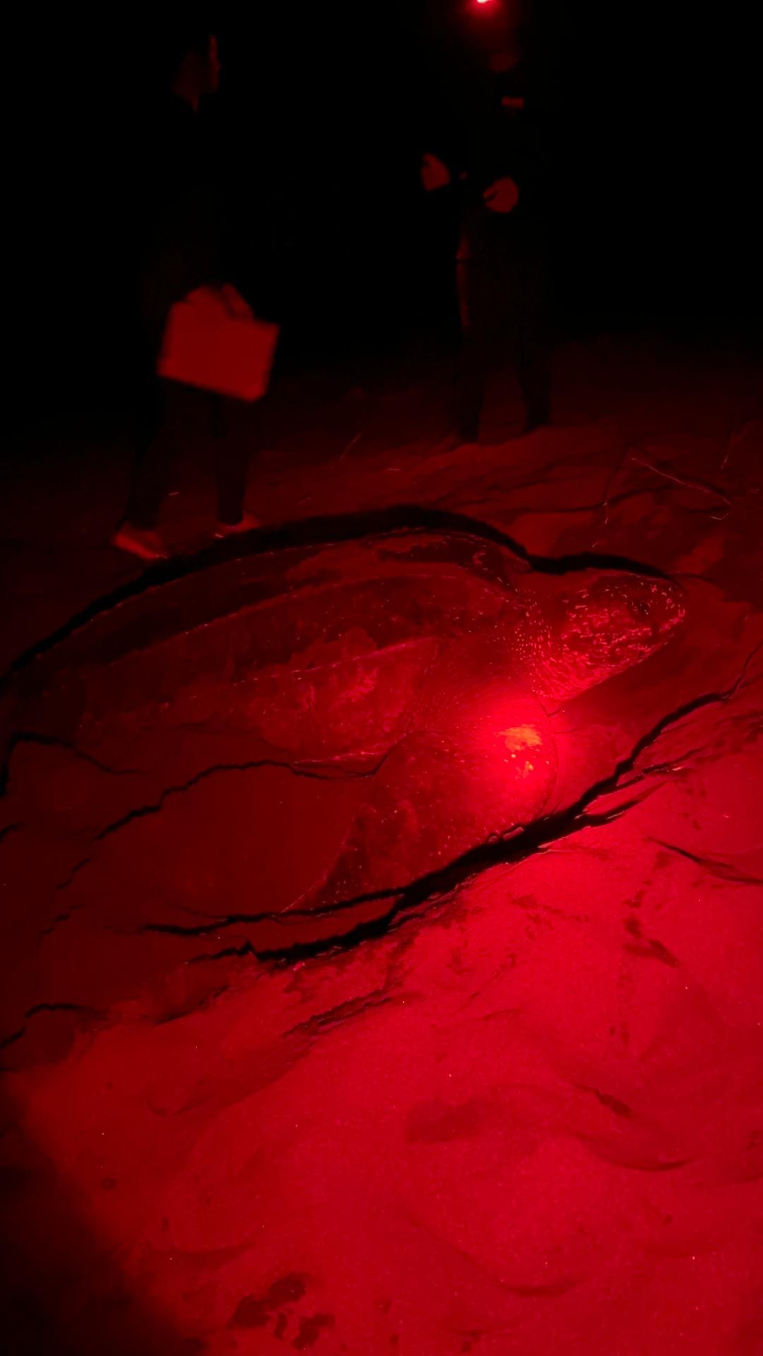 Baula leatherback turtle close-up under red light during nesting