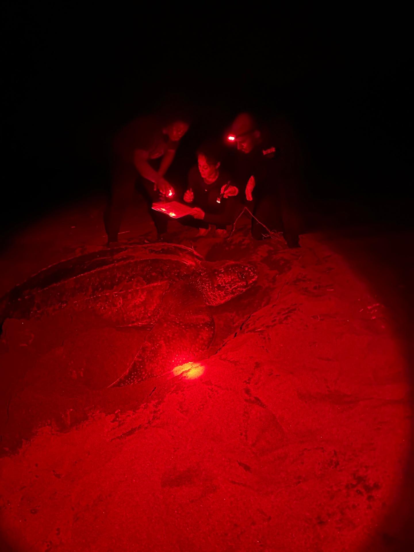 Leatherback sea turtle nesting under red light on Tortuguero beach