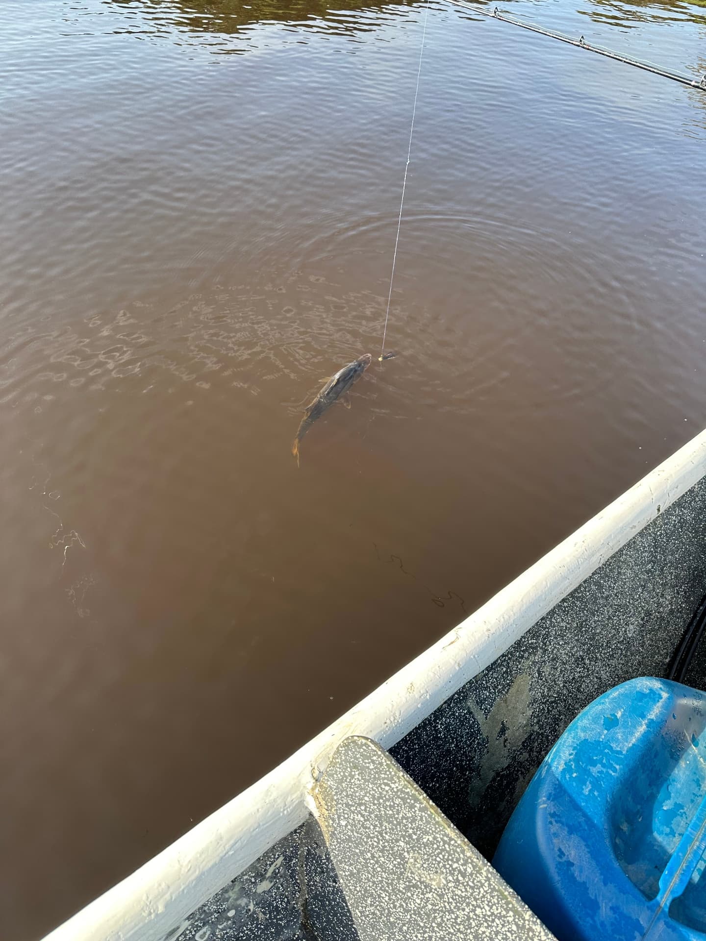 Massive tarpon hooked on the Tortuguero river