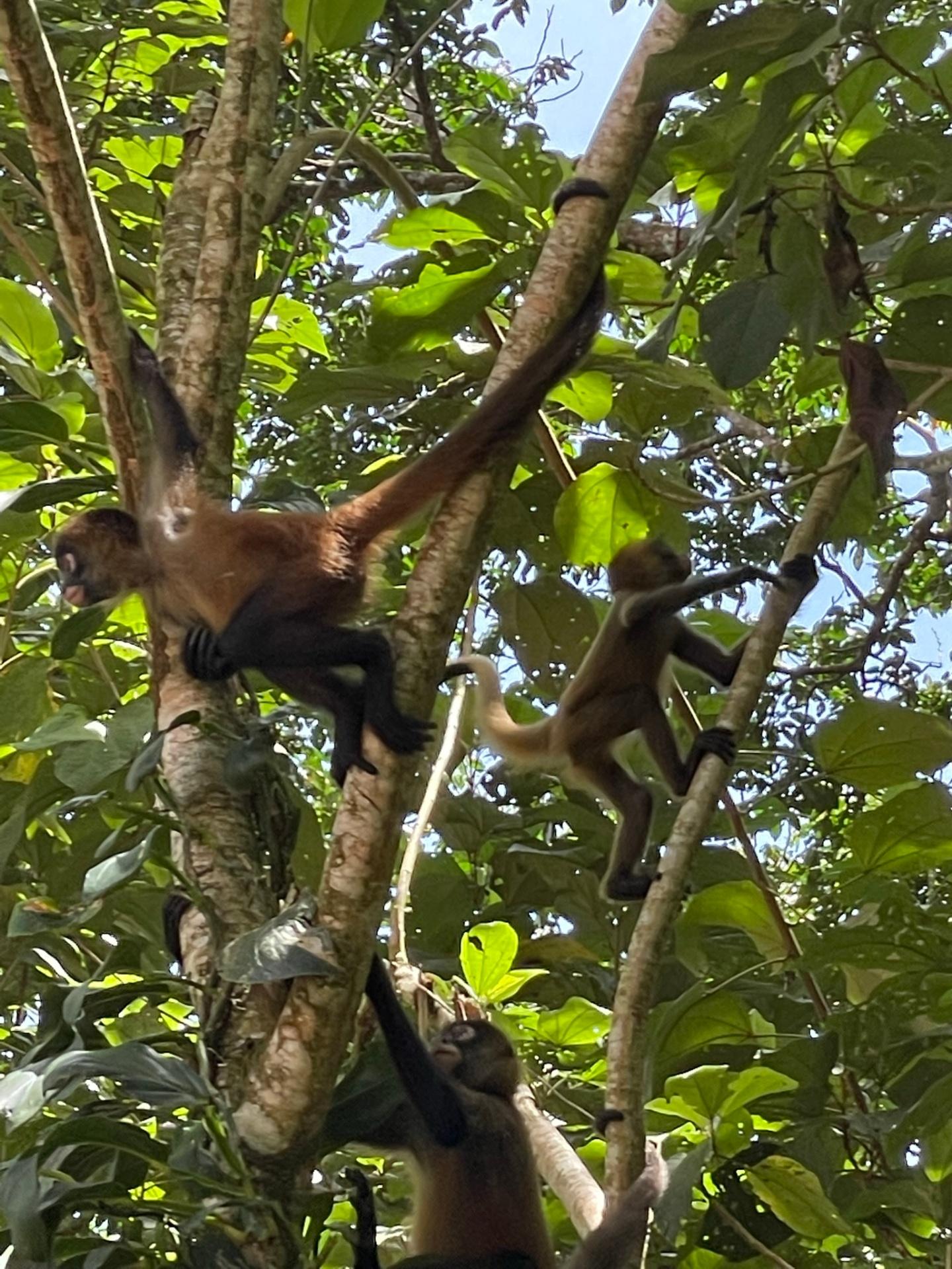 Spider monkey family swinging through Tortuguero canopy