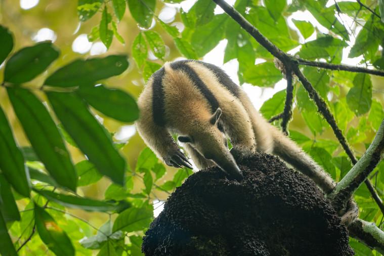 Combo Boat tour,Palma,Tucan trail and Hill — photo 3