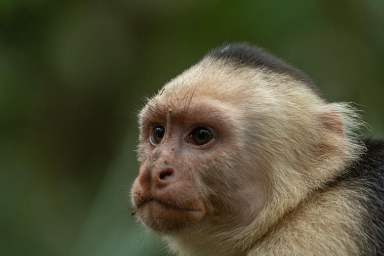 National Park Day Walk in Tortuguero Costa Rica