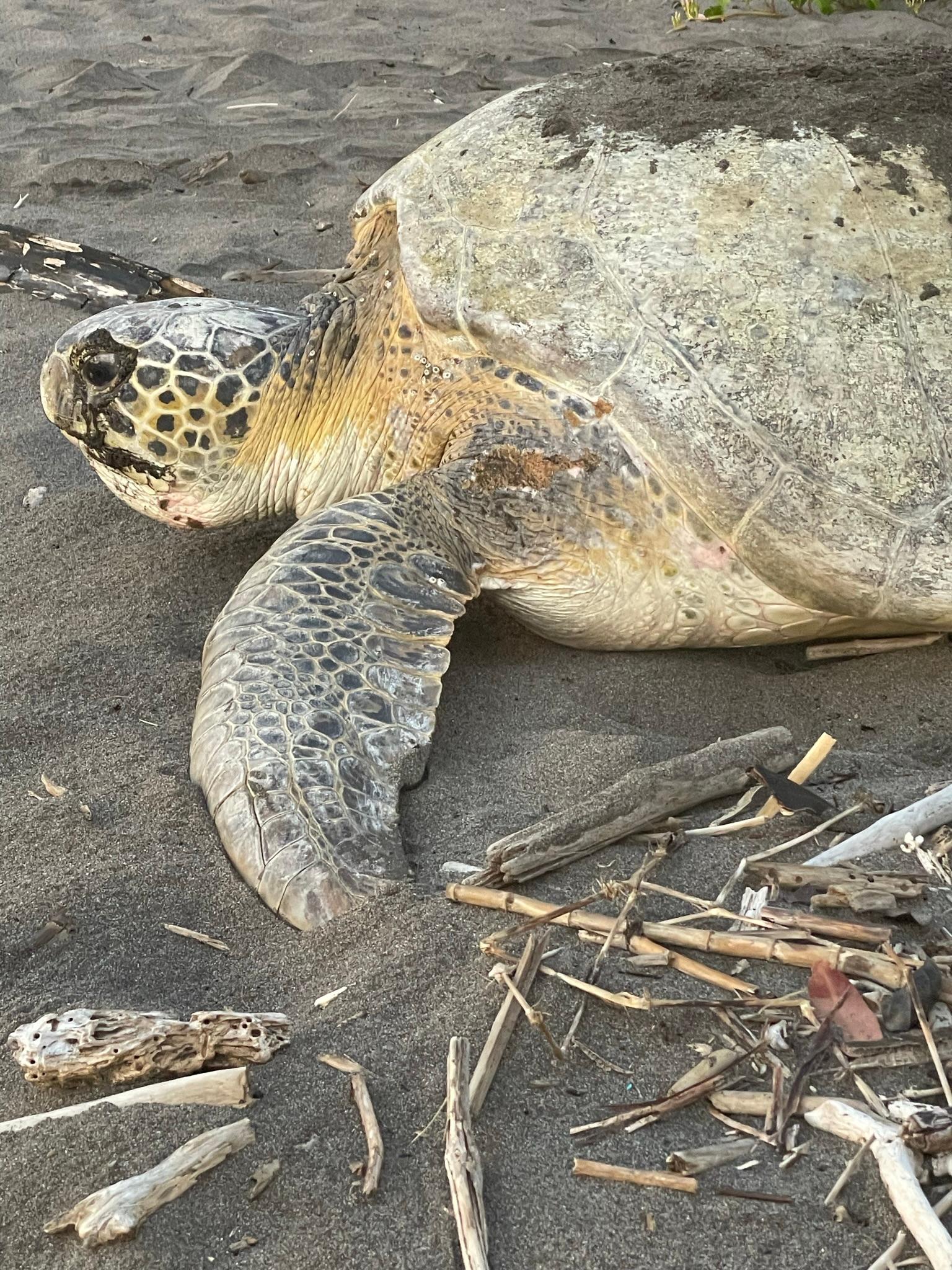 Green Turtle Nesting Tour in Tortuguero Costa Rica