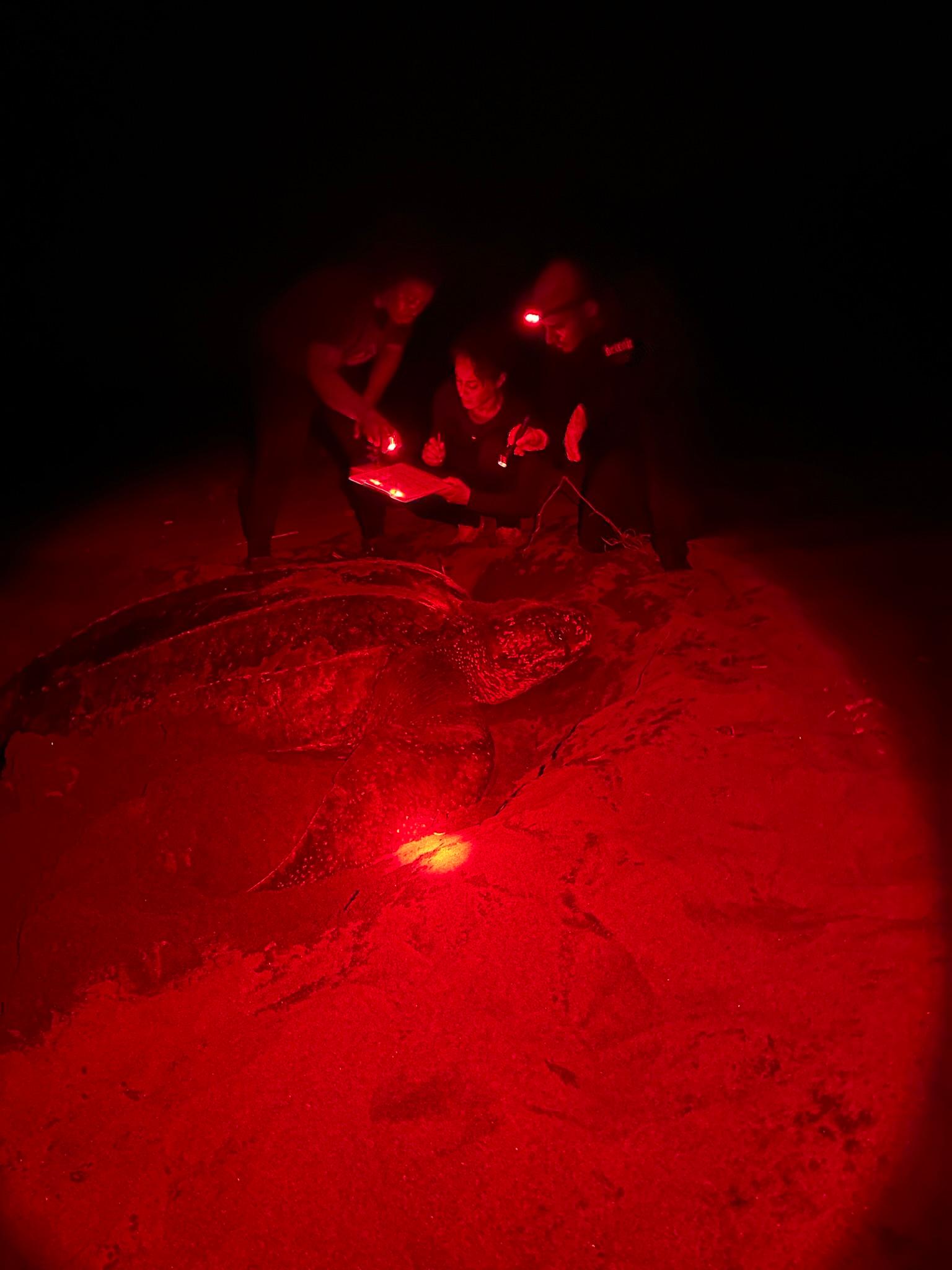 Baula Tour (Leatherback) — photo 2