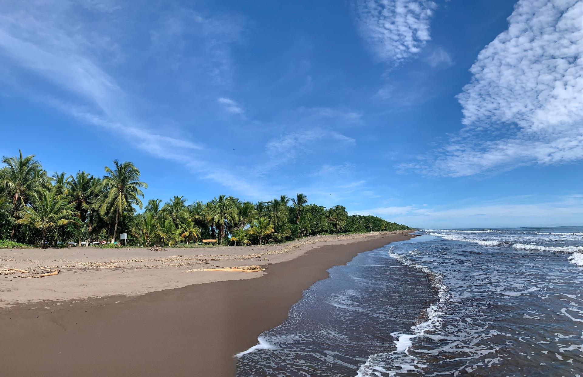 Wide Tortuguero beach panorama with palms and Caribbean surf
