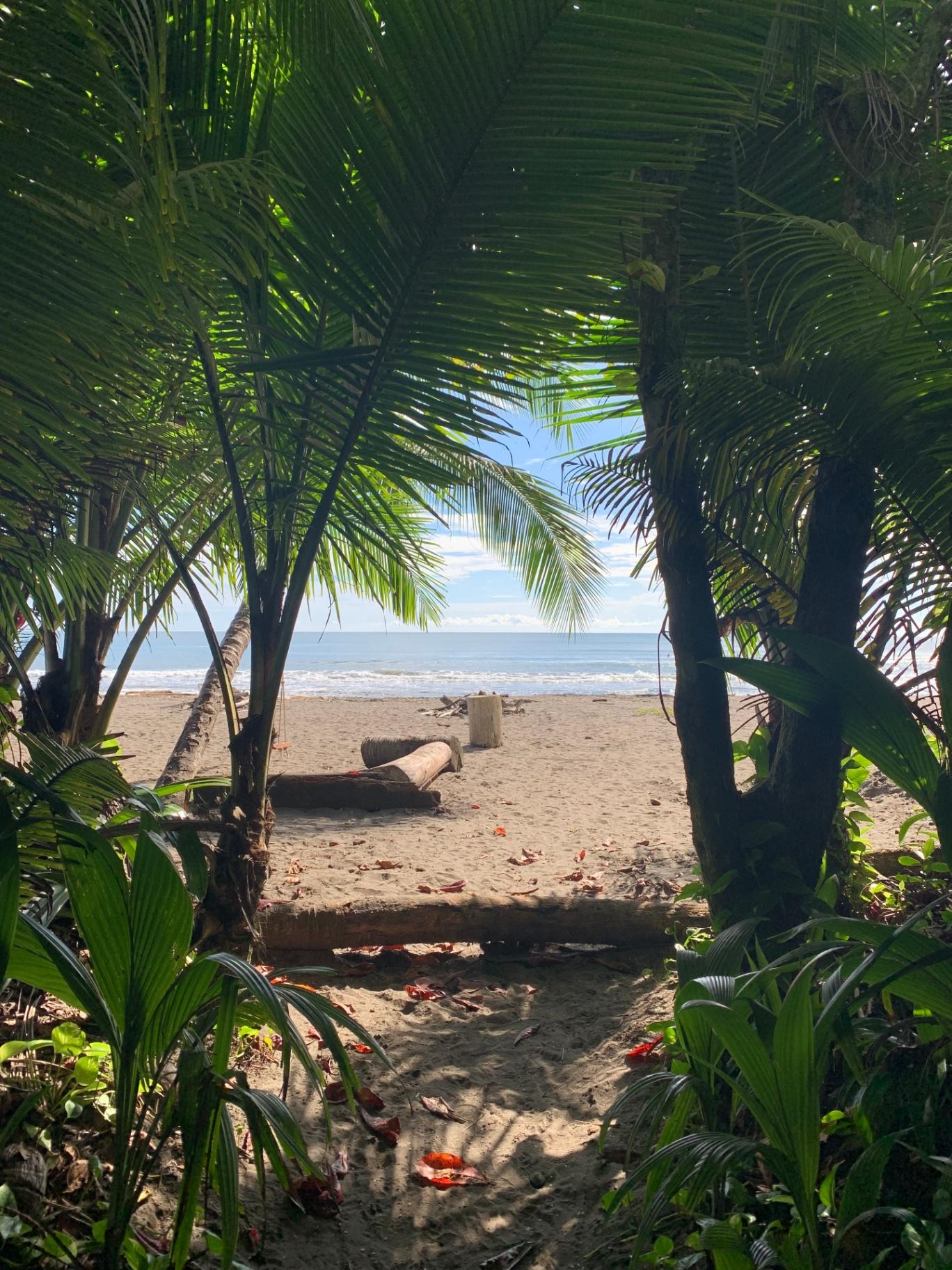 Palm-framed path opening onto Tortuguero Caribbean beach