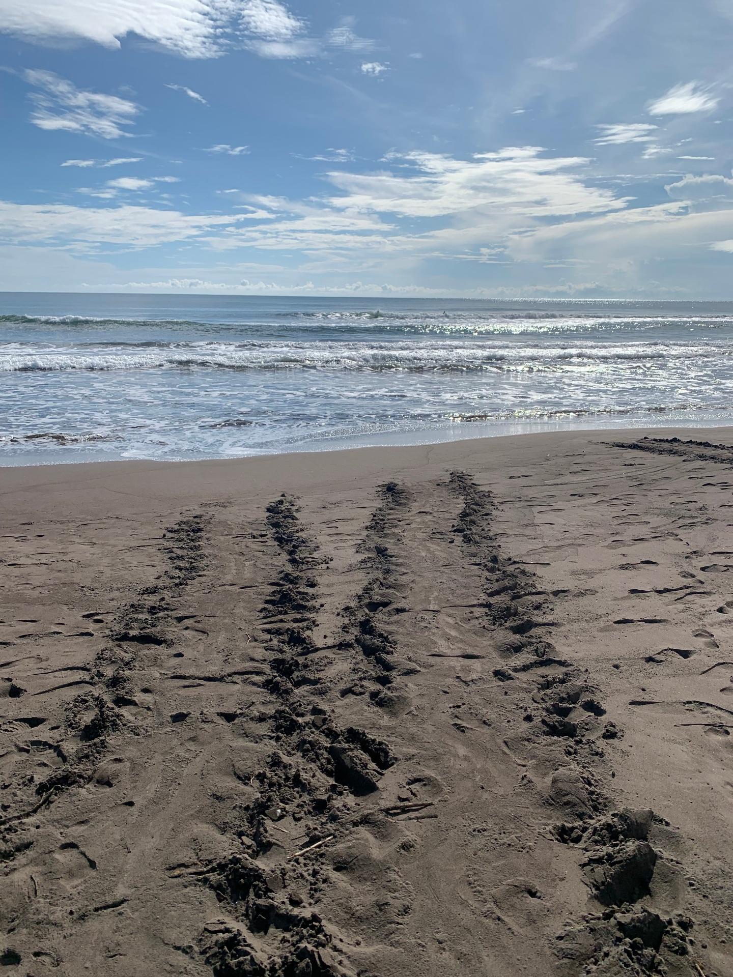 Sea turtle nesting tracks on Tortuguero beach at sunrise