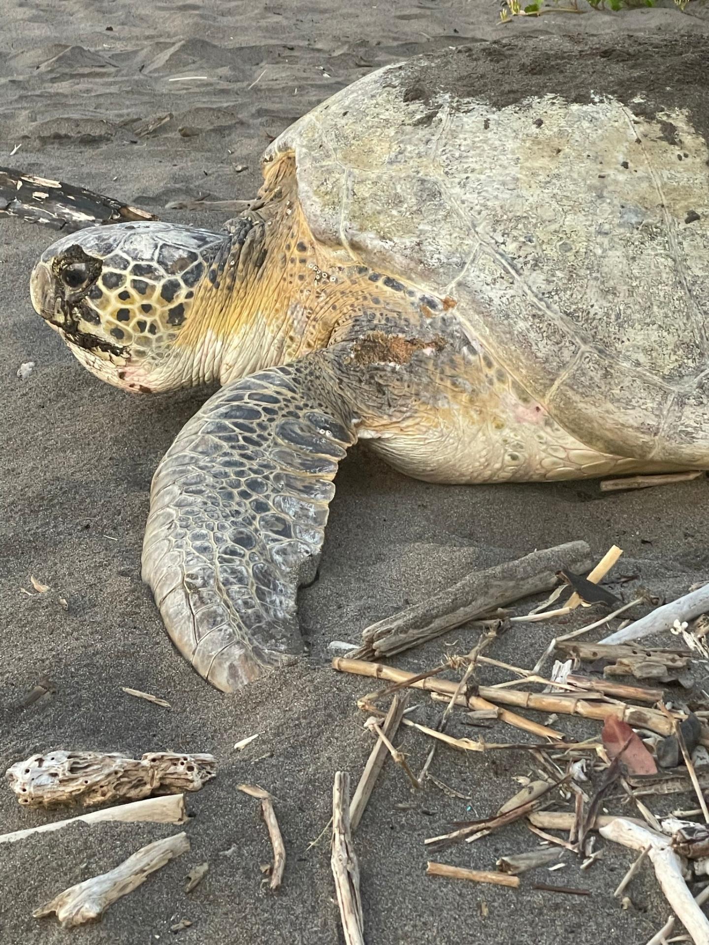 Green sea turtle close-up during nesting on Tortuguero beach