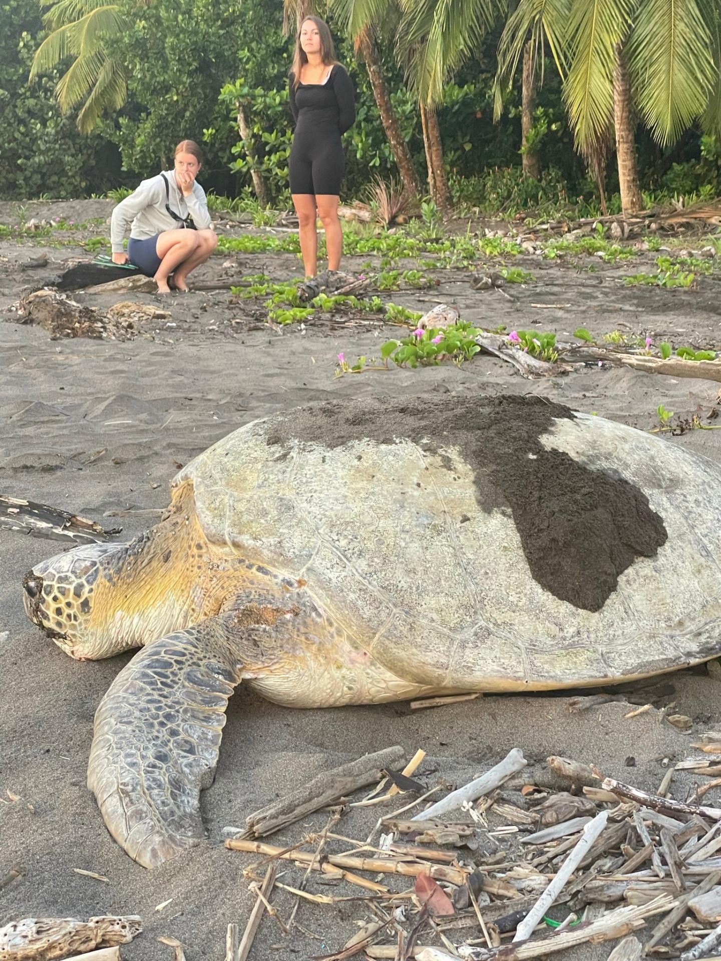 Green sea turtle nesting on Tortuguero beach