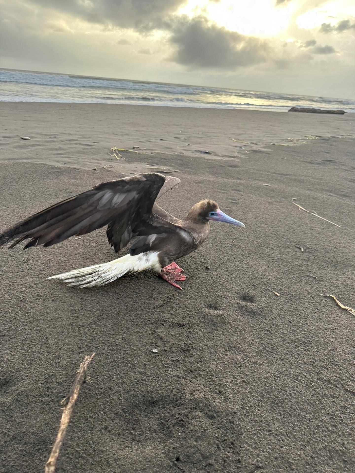 Red-footed booby spreading wings on Tortuguero black sand beach