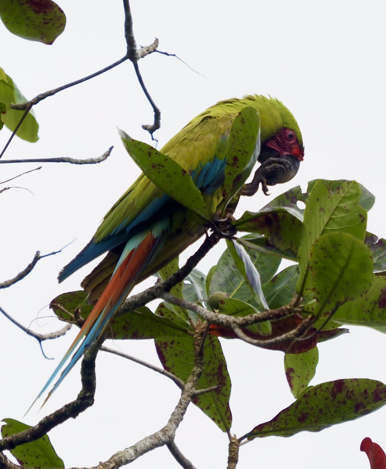 The Great Green Macaw in Tortuguero: One of the Rarest Birds on Earth