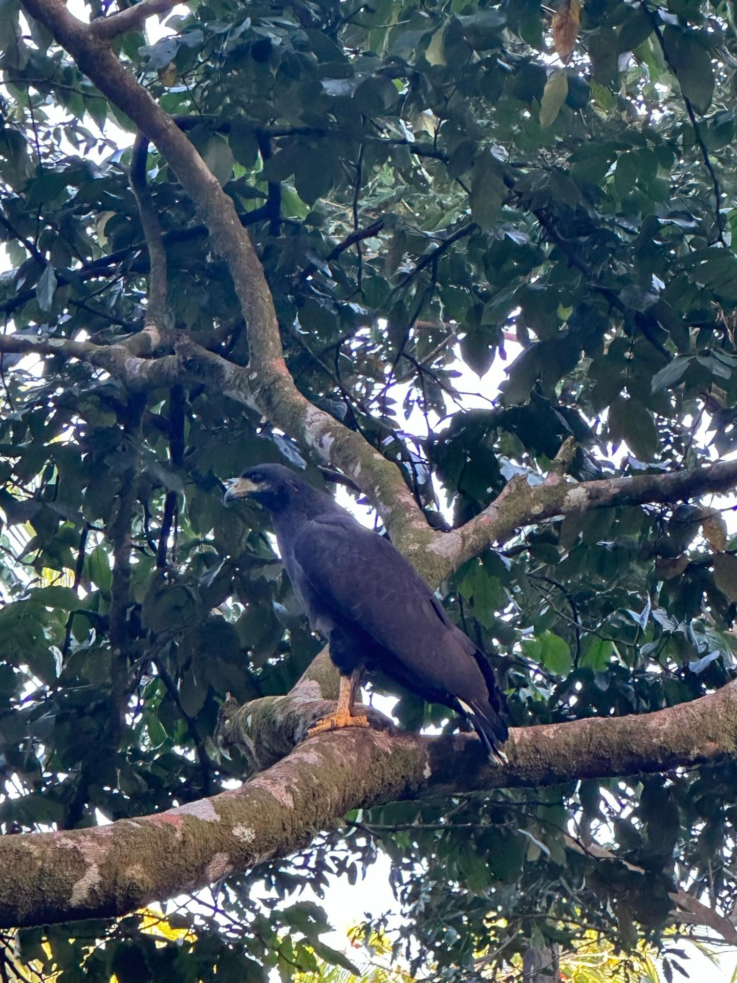 Great black hawk perched in canopy in Tortuguero National Park