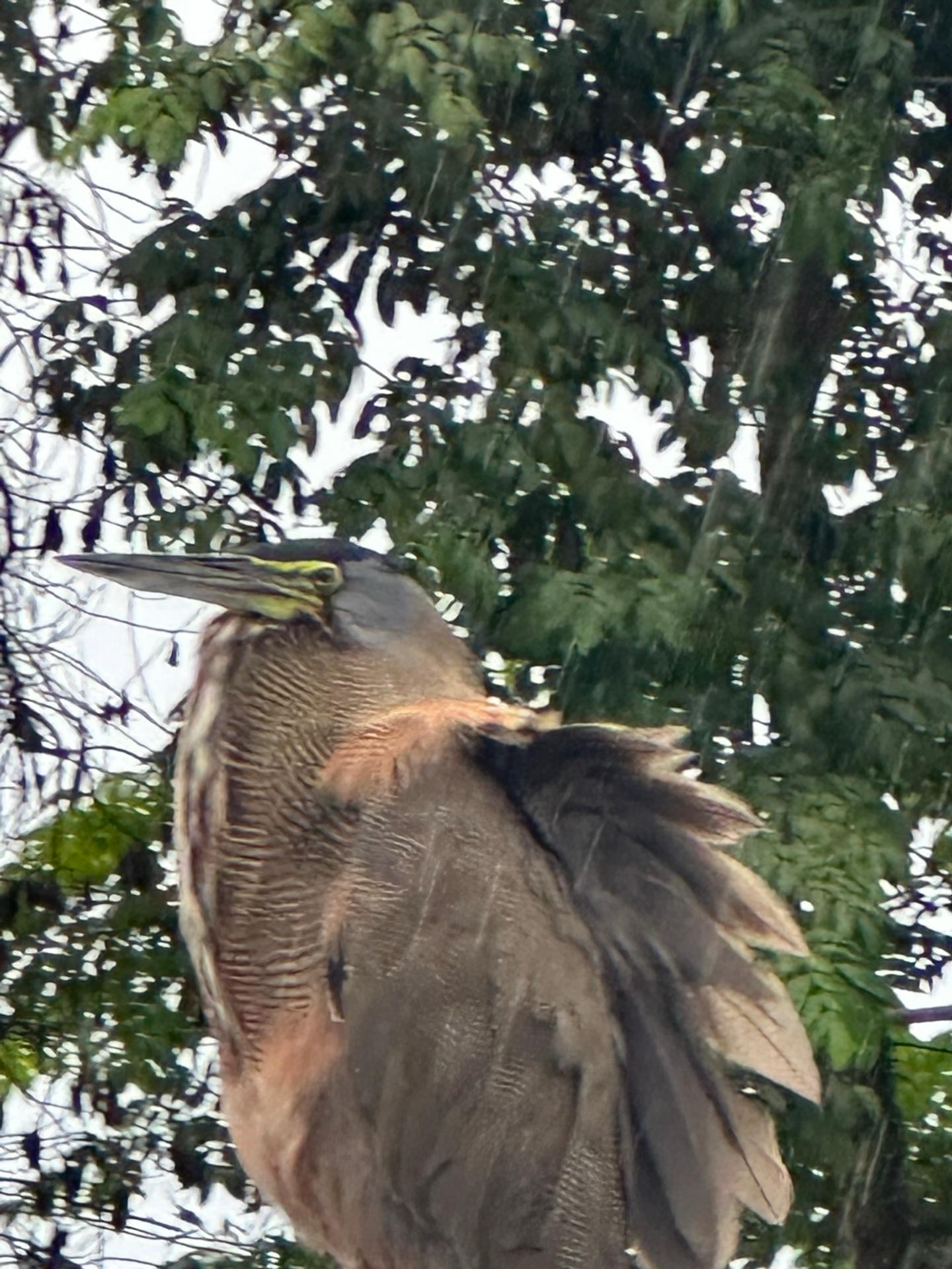Bare-throated tiger heron close-up in Tortuguero jungle