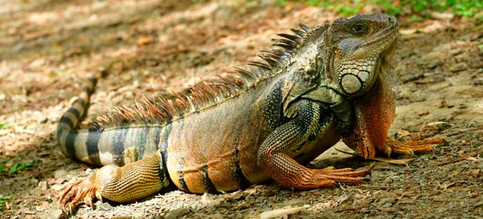 Green iguana basking on the ground in Costa Rica