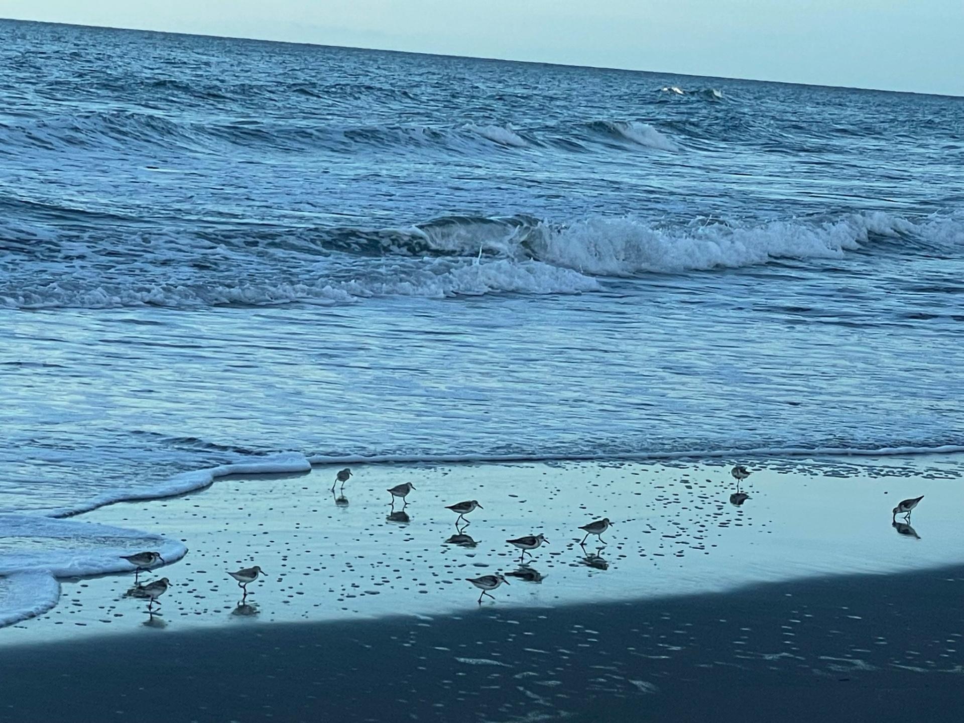 Shorebirds foraging on Tortuguero Caribbean beach at dawn