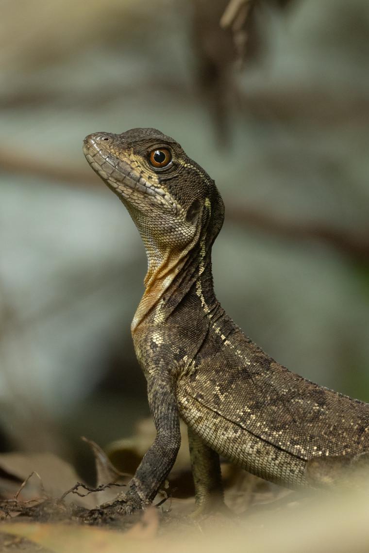 Basilisk lizard standing alert on the jungle floor