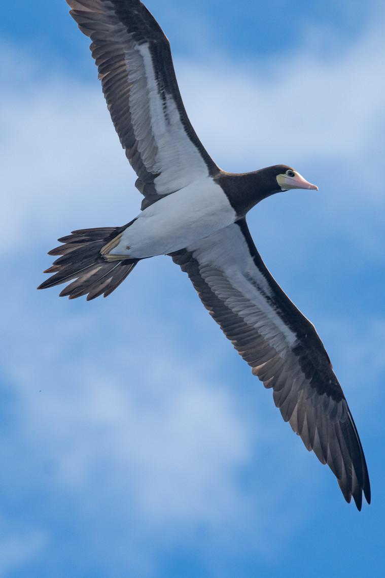 Brown booby soaring over the Caribbean coast of Tortuguero