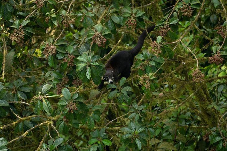 White-nosed coati climbing through rainforest canopy