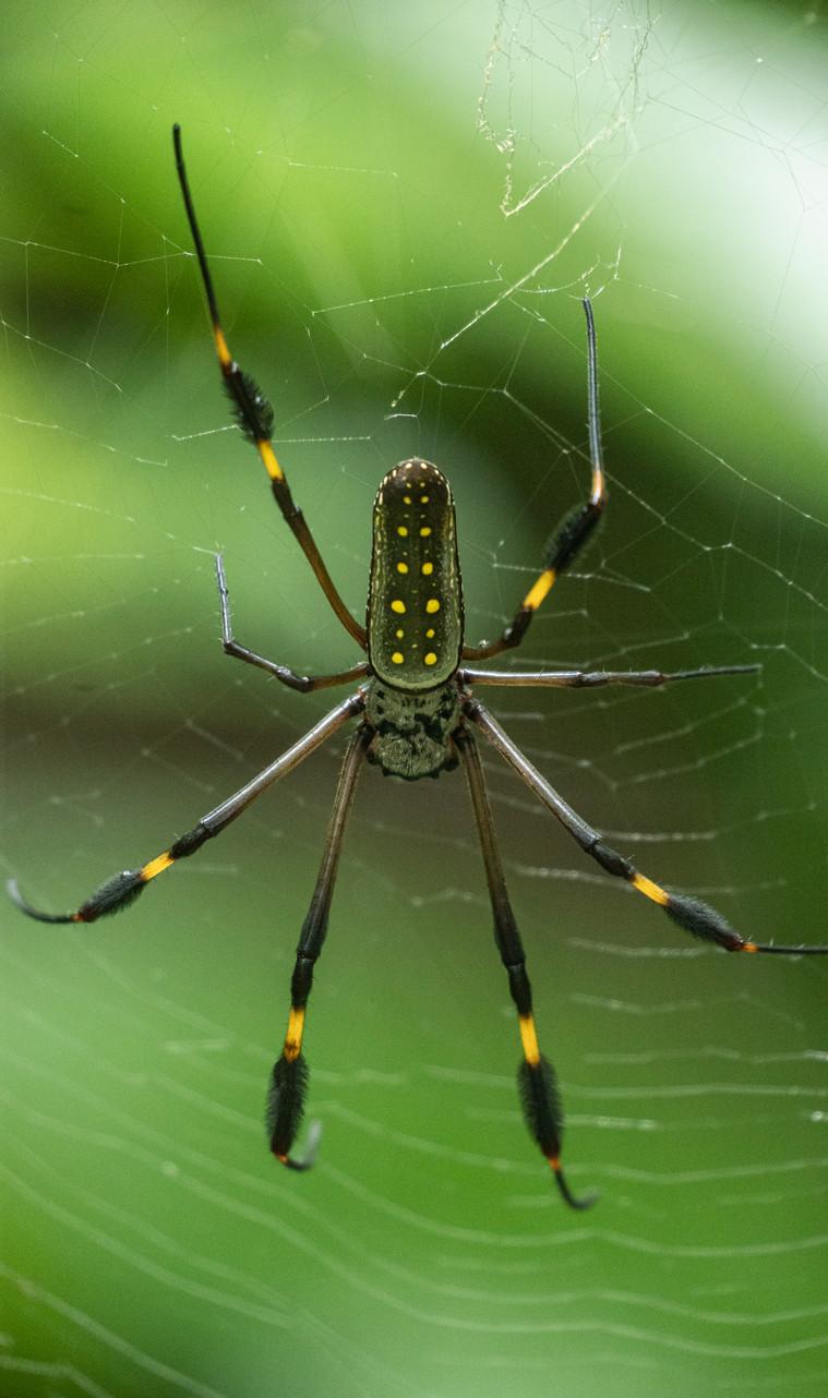 Golden orb-weaver spider on its web in Costa Rica rainforest
