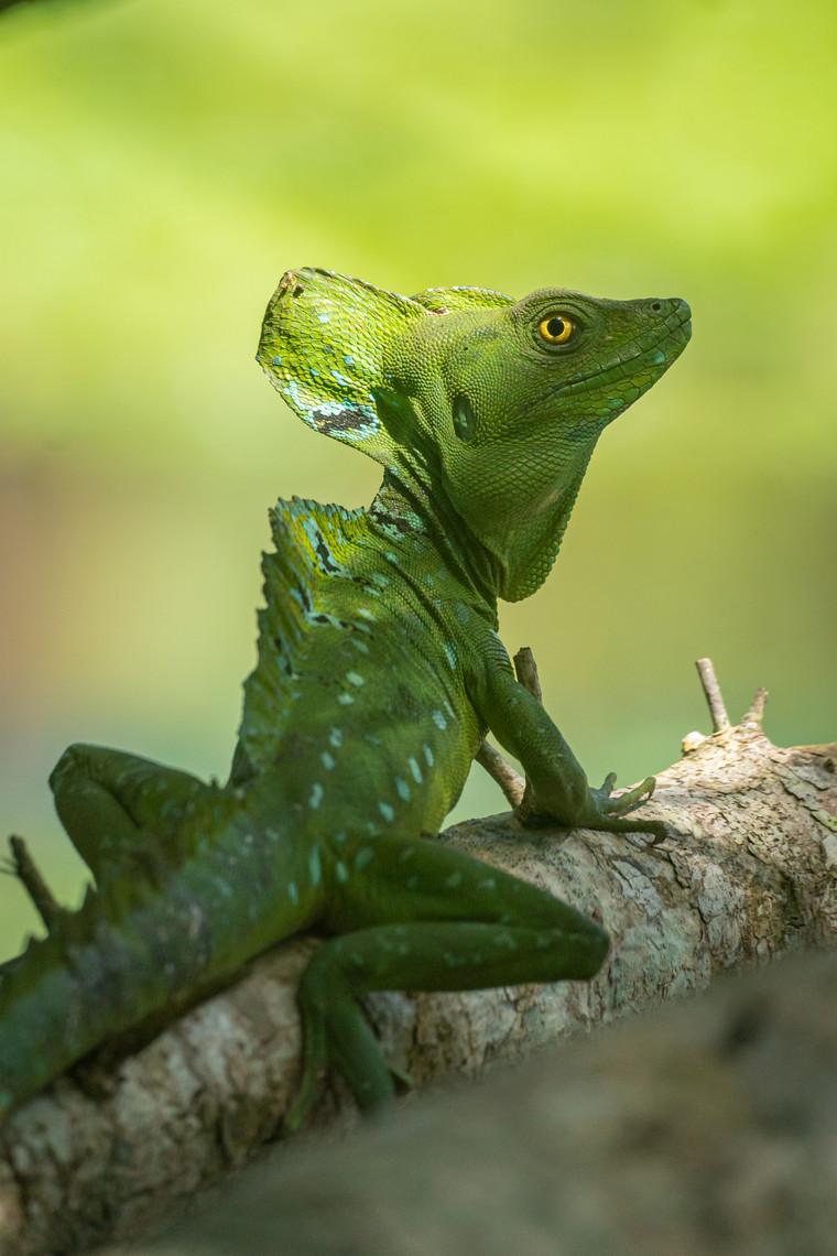 Green basilisk lizard perched on a branch in Tortuguero