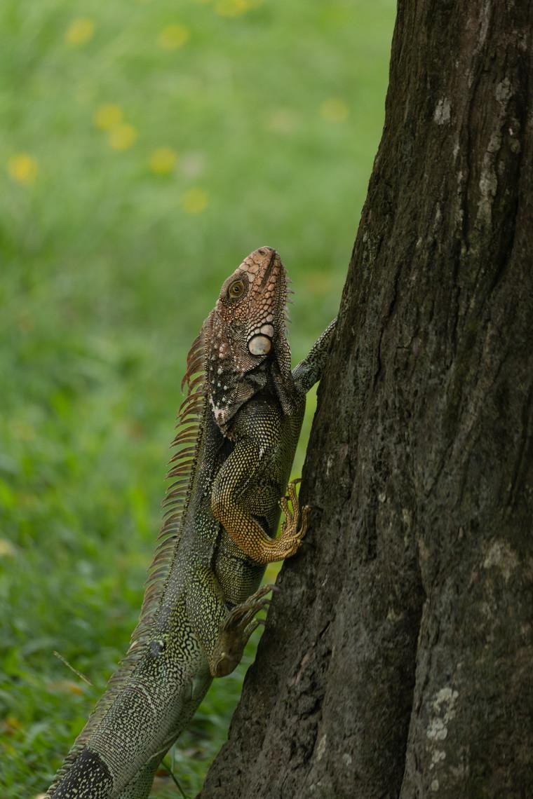 Green iguana climbing a tree trunk in Costa Rica
