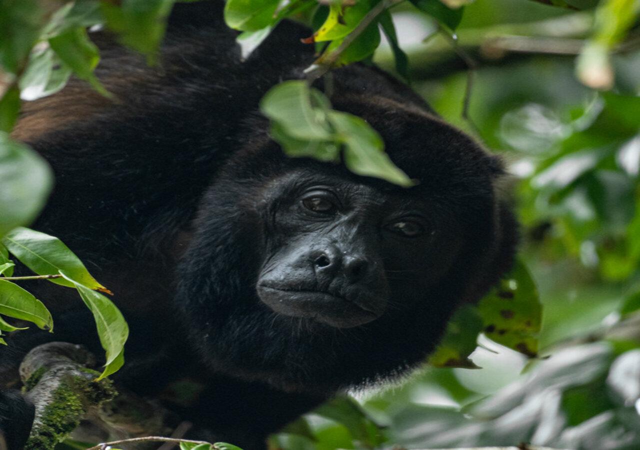 Howler monkey face close-up peeking through leaves