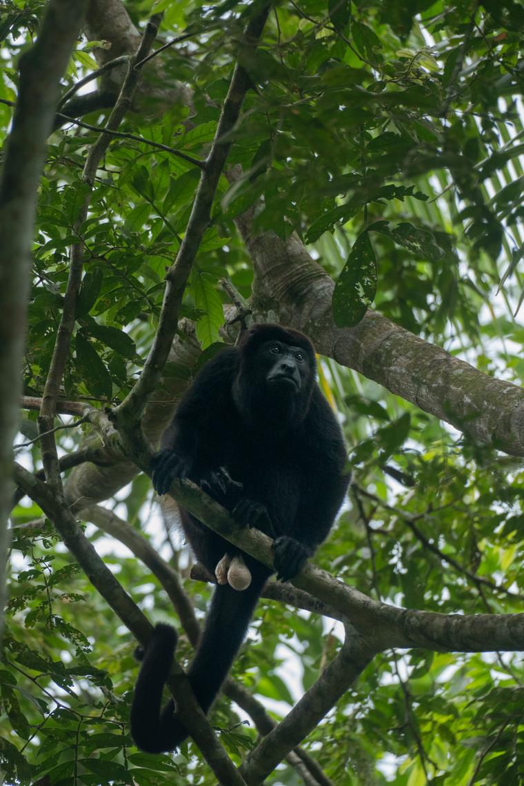 Howler monkey looking down from a tree branch in Costa Rica