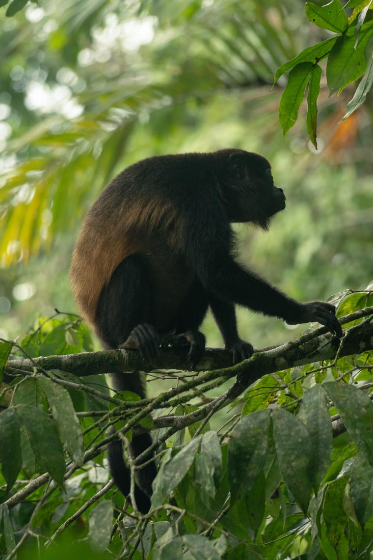 Mantled howler monkey sitting on a branch at sunset
