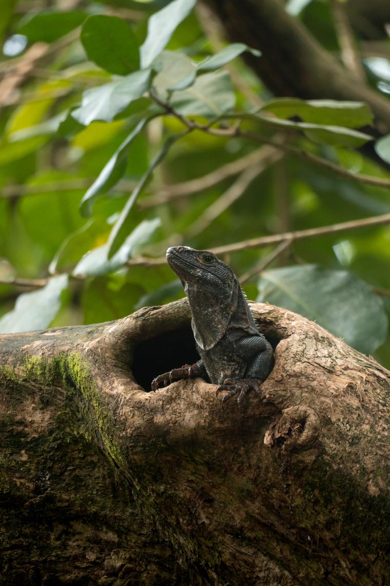 Black iguana peeking from a tree hollow in Tortuguero