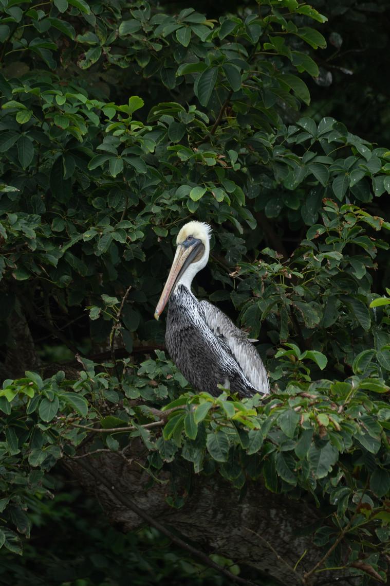 Brown pelican perched among green foliage in Tortuguero
