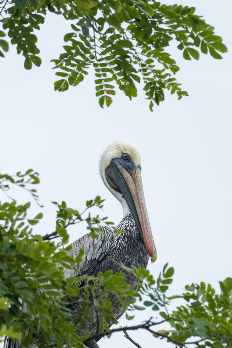 Brown pelican perched in treetop in Tortuguero Costa Rica
