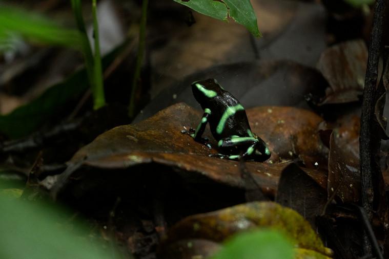 Green and black poison dart frog on the forest floor