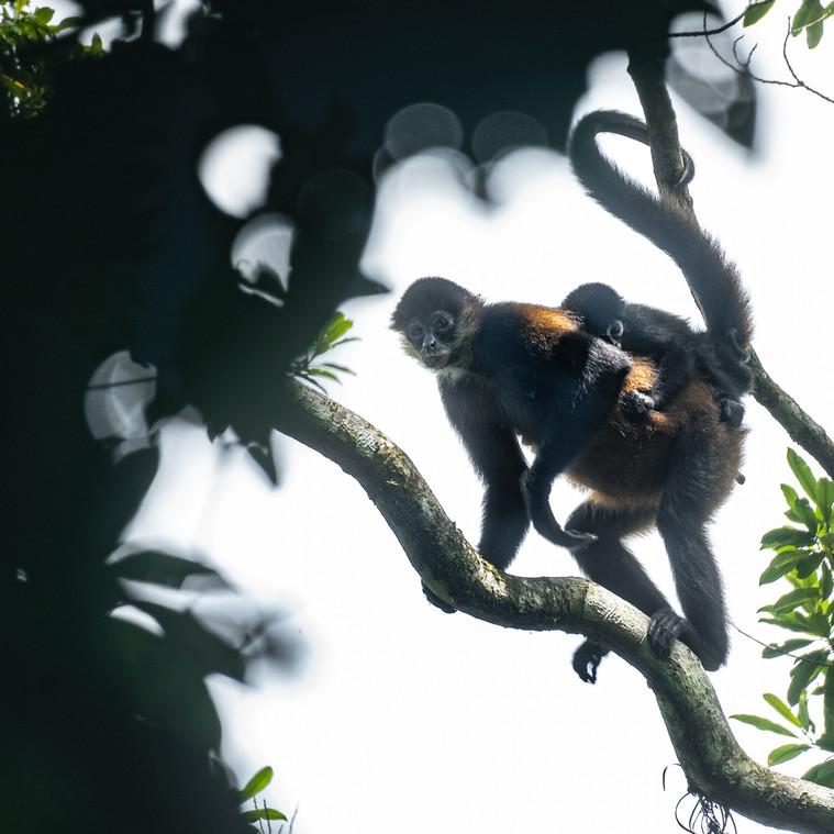 Spider monkey mother carrying baby through Tortuguero rainforest