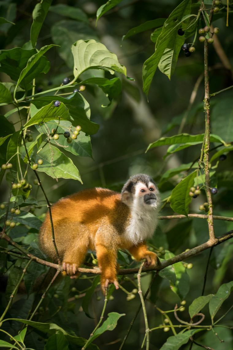 Squirrel monkey foraging in the Tortuguero rainforest canopy