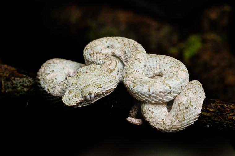 Camouflaged rainforest viper in Tortuguero National Park