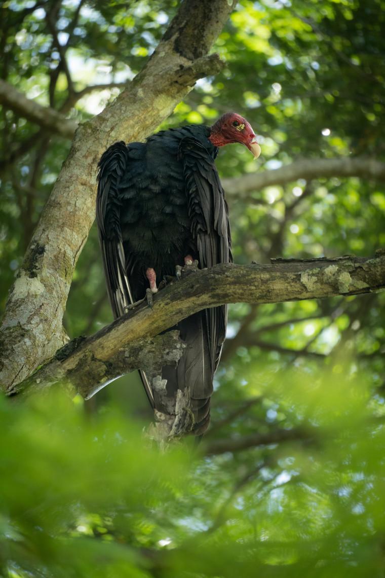 Turkey vulture perched in a tree in Tortuguero National Park